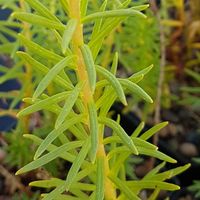 Rhodiola semenovii 